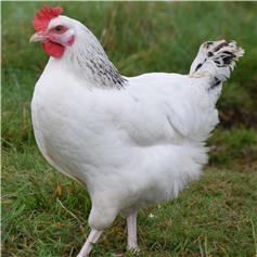 Chickens - Sussex Ranger - available Mar/Apr