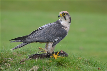 Falcon and prey