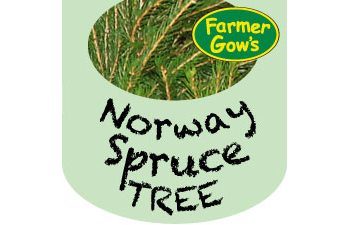 Norway Spruce ~ 1.5-1.75 m (5')