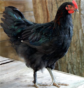 Chickens - Copper Black Marran - from 10 May